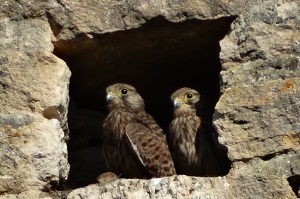 Deux fauconneaux visibles dans le nid